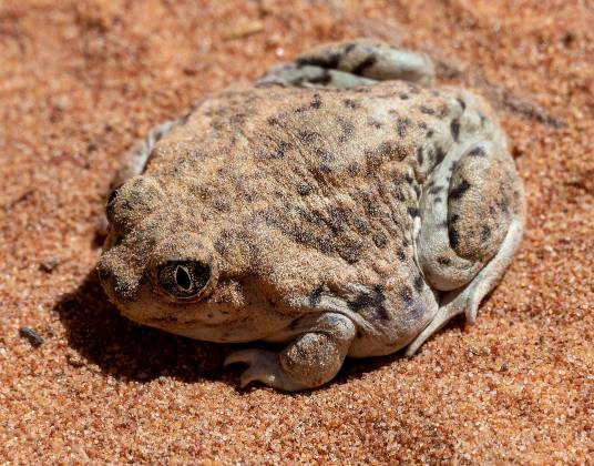 Great Basin Spadefoot Toad Great Basin Spadefoot Toad seen a few feet from the water pool at The Wave in Vermilion Cliffs National Monument